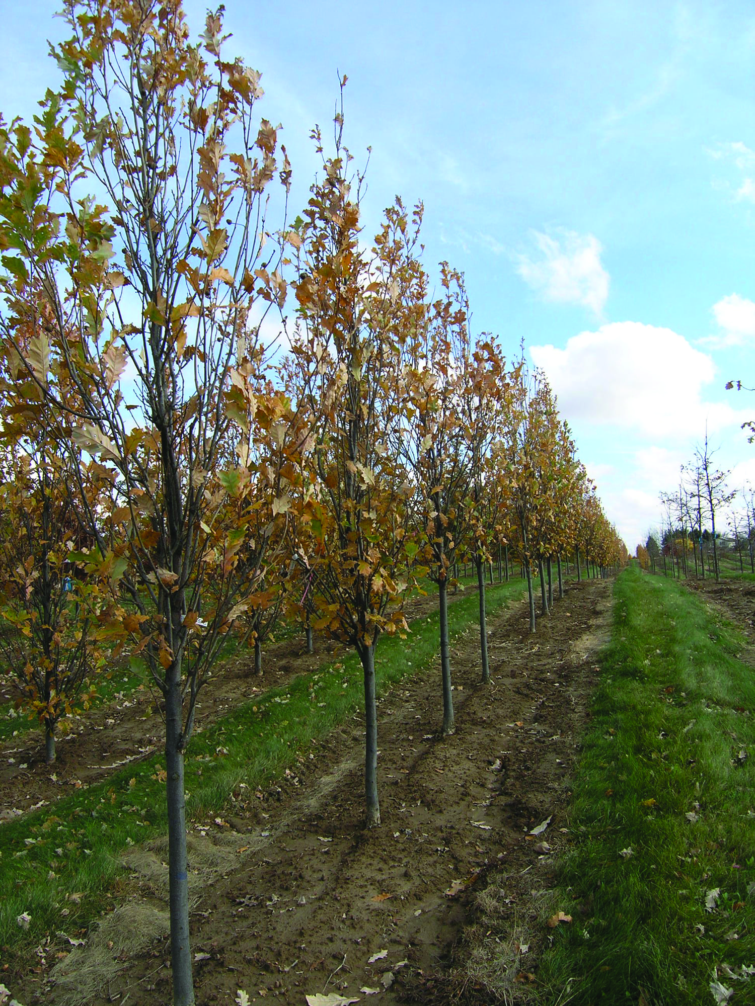 Quercus x warei ‘Regal Prince’